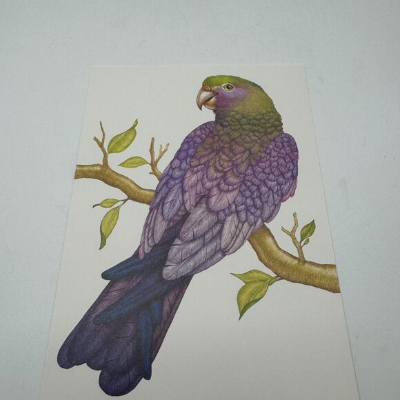 Vintage Current Inc Tropical Birds Greeting Cards Set Of 4 Parrot Macaw Designs - Picture 7 of 7